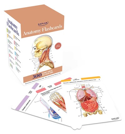 Anatomy Flashcards : 300 Flashcards With Anatomically Precise Drawings &amp; Exhaustive Descriptions