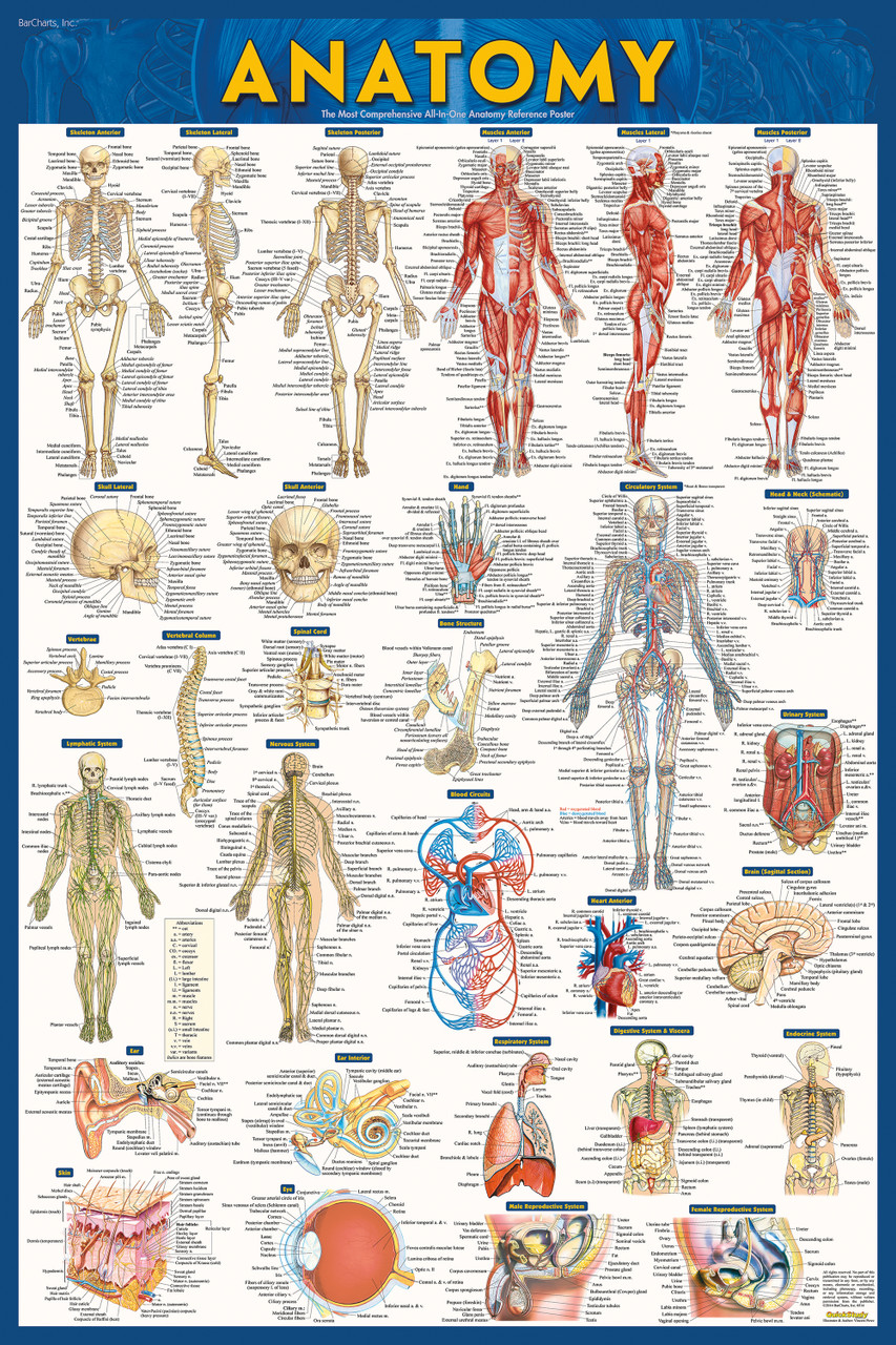 anatomy poster laminated