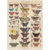 Cavallini Natural History Butterflies Decorative Poster