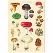 Cavallini Mushrooms 2 Decorative Poster