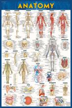 anatomy poster laminated