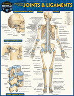 Anatomy Of Joints And Ligaments