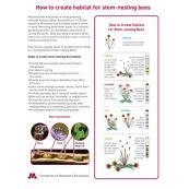 How to Create Habitat for Stem-Nesting Bees - Clear