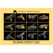 Pollinator Diversity Cards - Gold