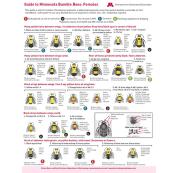 Guide to Minnesota Bumble Bees Handout Set - Clear