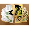Pollinator Diversity Cards - Gold