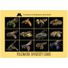Pollinator Diversity Cards - Gold